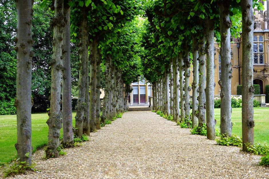 A serene tree-lined pathway with manicured foliage creates a formal, symmetrical garden corridor leading toward a distant structure.